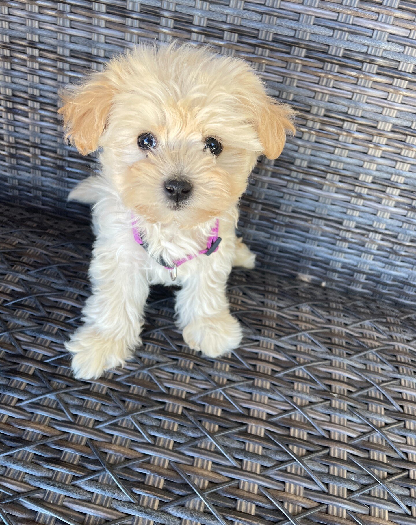 Warning: Cuteness overload to the max! 🥹😍

#Milly #maltipoo #puppy #apricot #adorable #toocute #cute #cutenessoverload #fluffy #female #Lilaslitter #Lila #puppiesofinstagram #doodlesofinstagram #maltipoosofinstagram