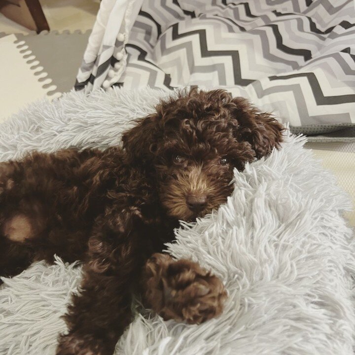 Being this cute is exhausting! 🐾

#maltipoo #doodle #F1b #maltese #poodle #mix #adorable #maltipoodle #chocolate #curly #sleepy #adorable #cute #puppy #doodlemaltipoo #doodlepuppy #tired #doodlesofinstagram #puppiesofinstagram #maltipoosofinstagram 