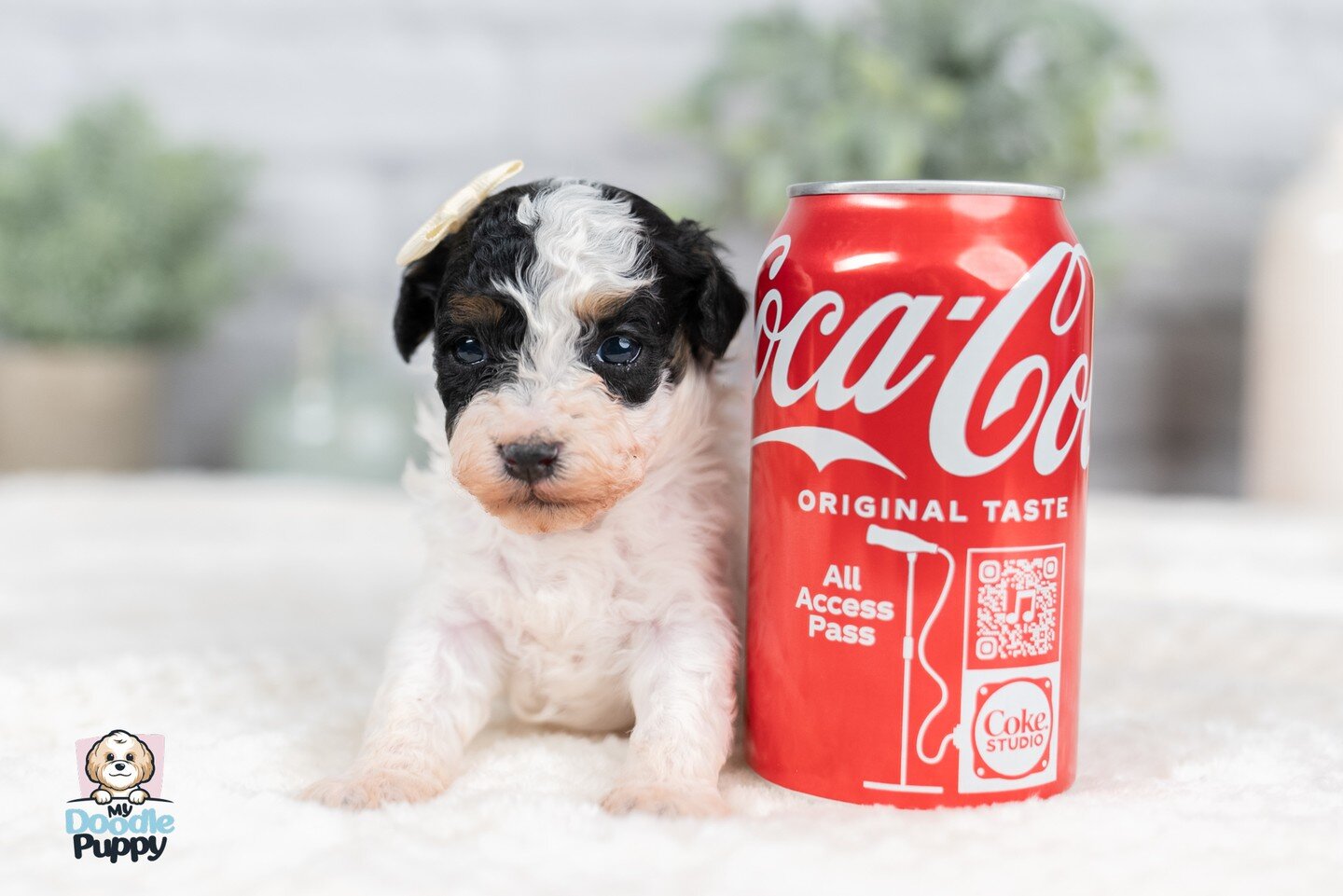 Look at the size comparison! Too stinkin' cute 😍

#WillowsLitter #puppies #litter #maltipoo #maltese #poodle #mix #maltipoodle #Willow #adorable #cute #tiny #small #sizecomparison #puppiesofinstagram #doodle #doodlemaltipoo #doodlesofinstagram #dogs