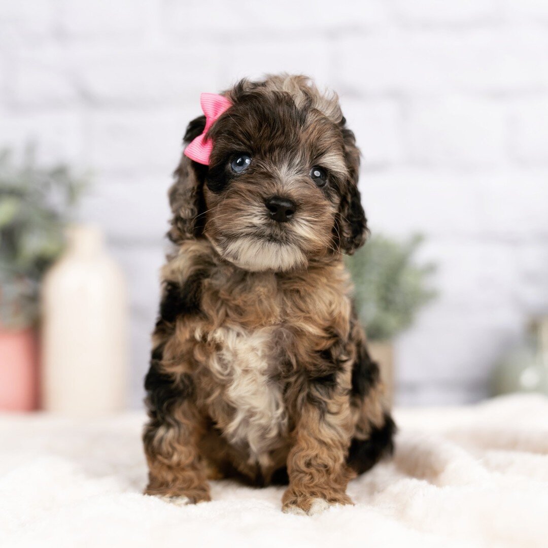 Can't get enough of the one blue and one brown eye! 😍

#cockapoo #puppy #doodle #cockerspaniel #poodle #mix #cockapoodle #pup #unique #adorable #puppy #oneofakind #cute #oneblueonebrowneye #cantgetenough #Doodlepuppy #doodlecockapoo #pupper #female 