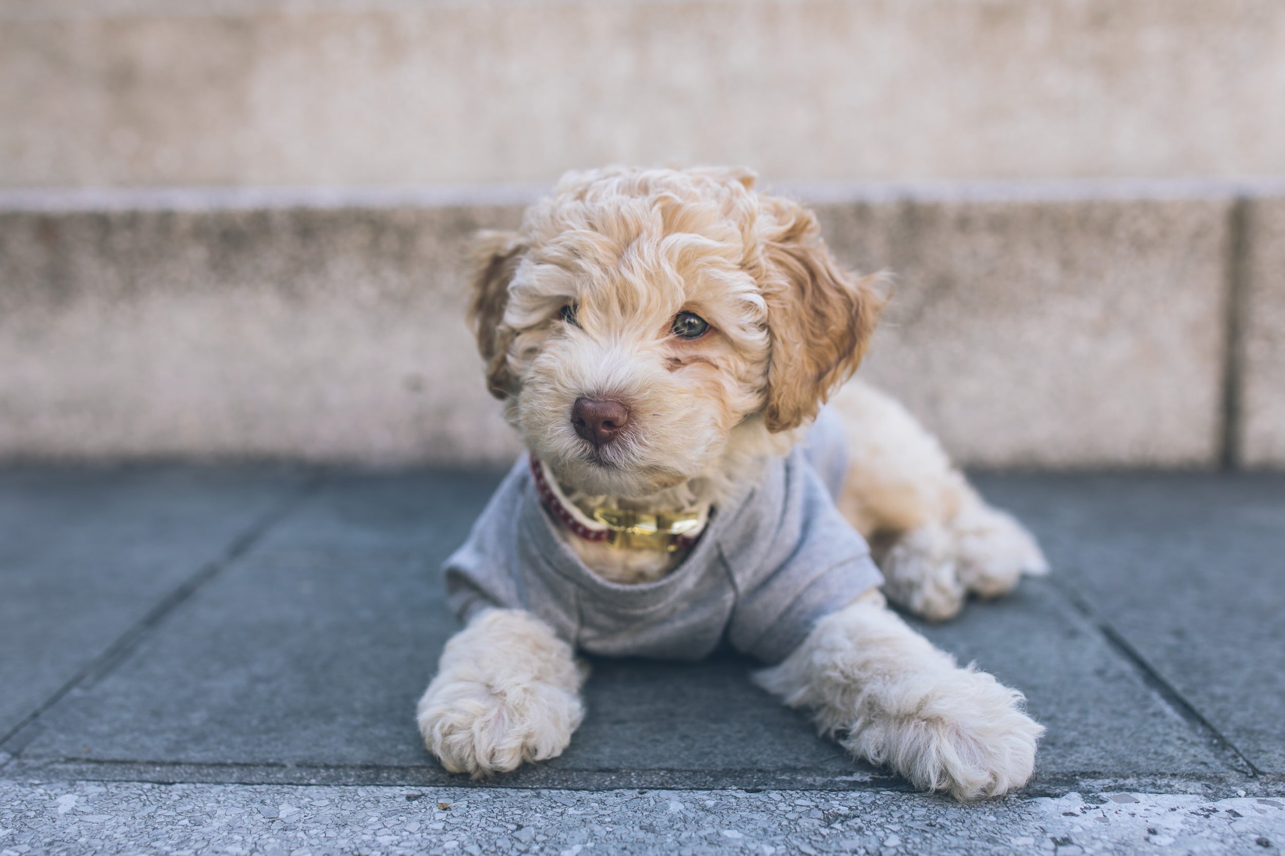 What is a Cockapoo’s Life Expectancy