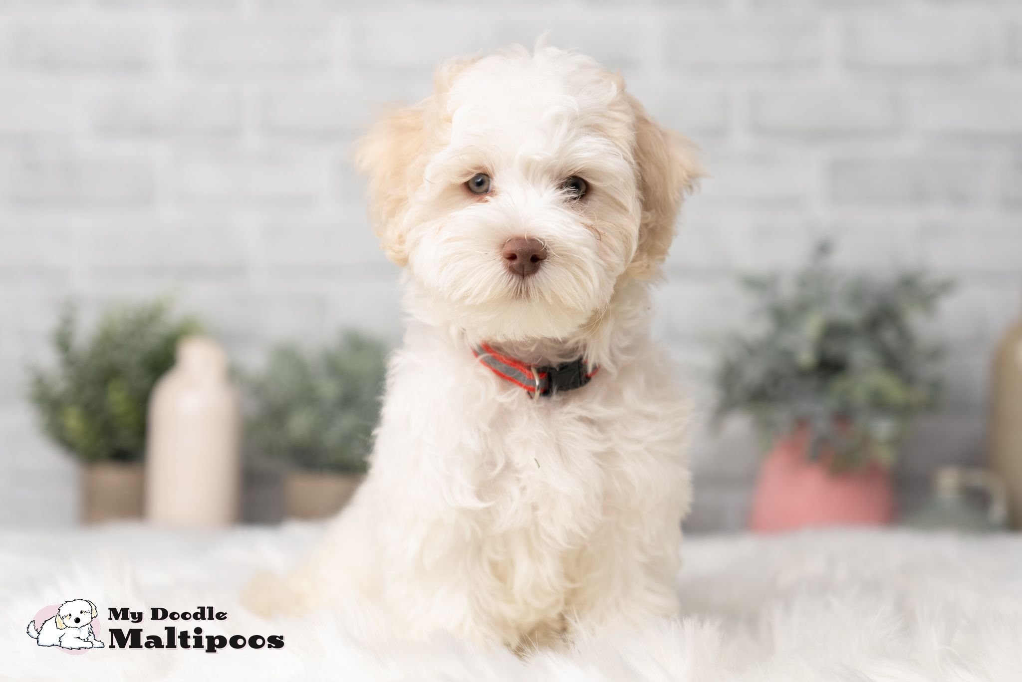 The Pros and Cons of Owning a Cavapoo
