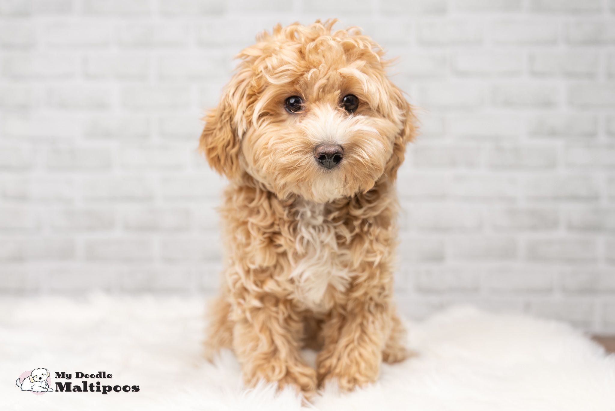 My Maltipoo is Bigger Than Expected!