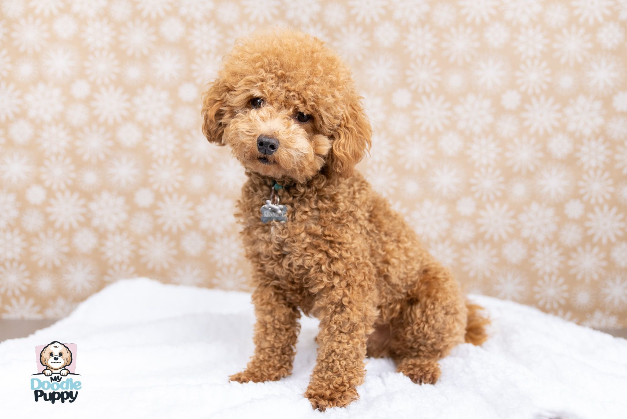 5 Maltipoo Myths Everyone Thinks are True
