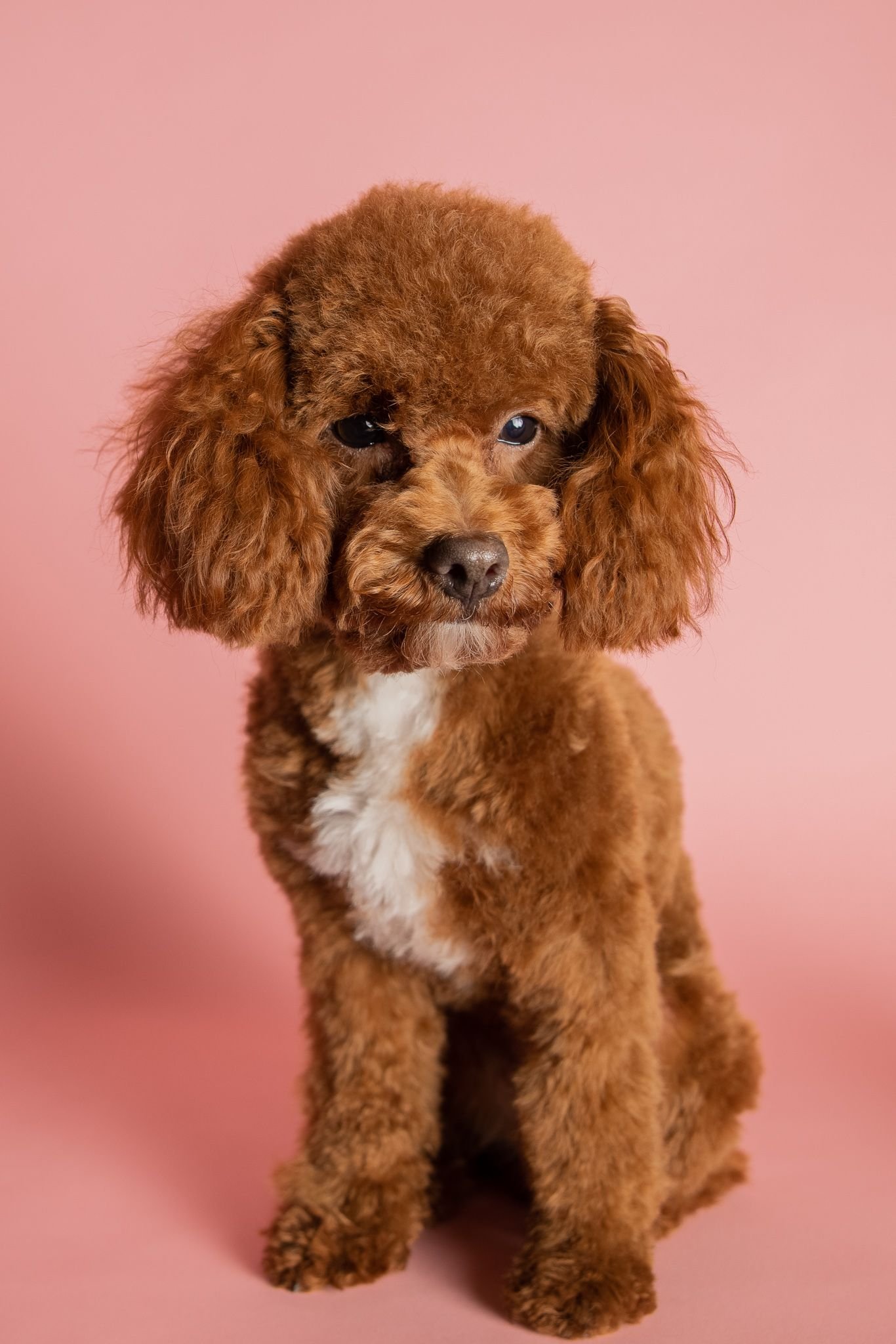 Can Maltipoos be Trained to Use a Doorbell?