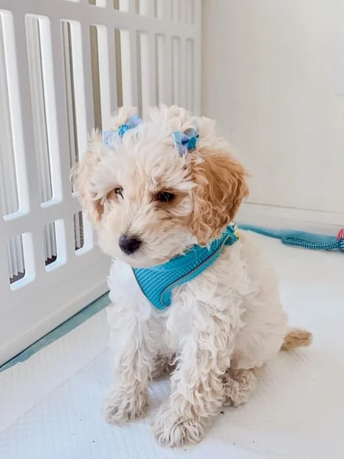 Grooming Guide For New Cavapoo Owners — My Doodle Puppy
