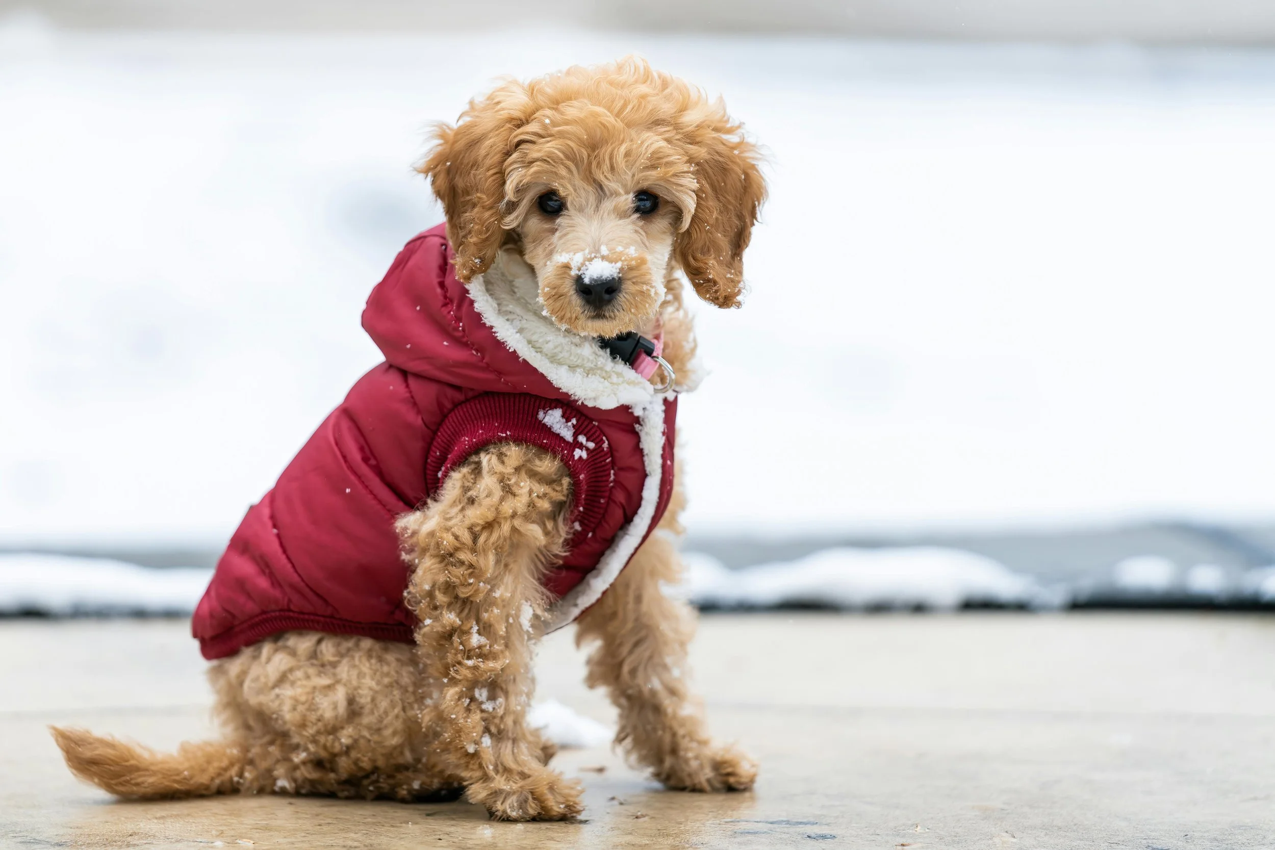 Dog-Friendly Outfits For Every Season