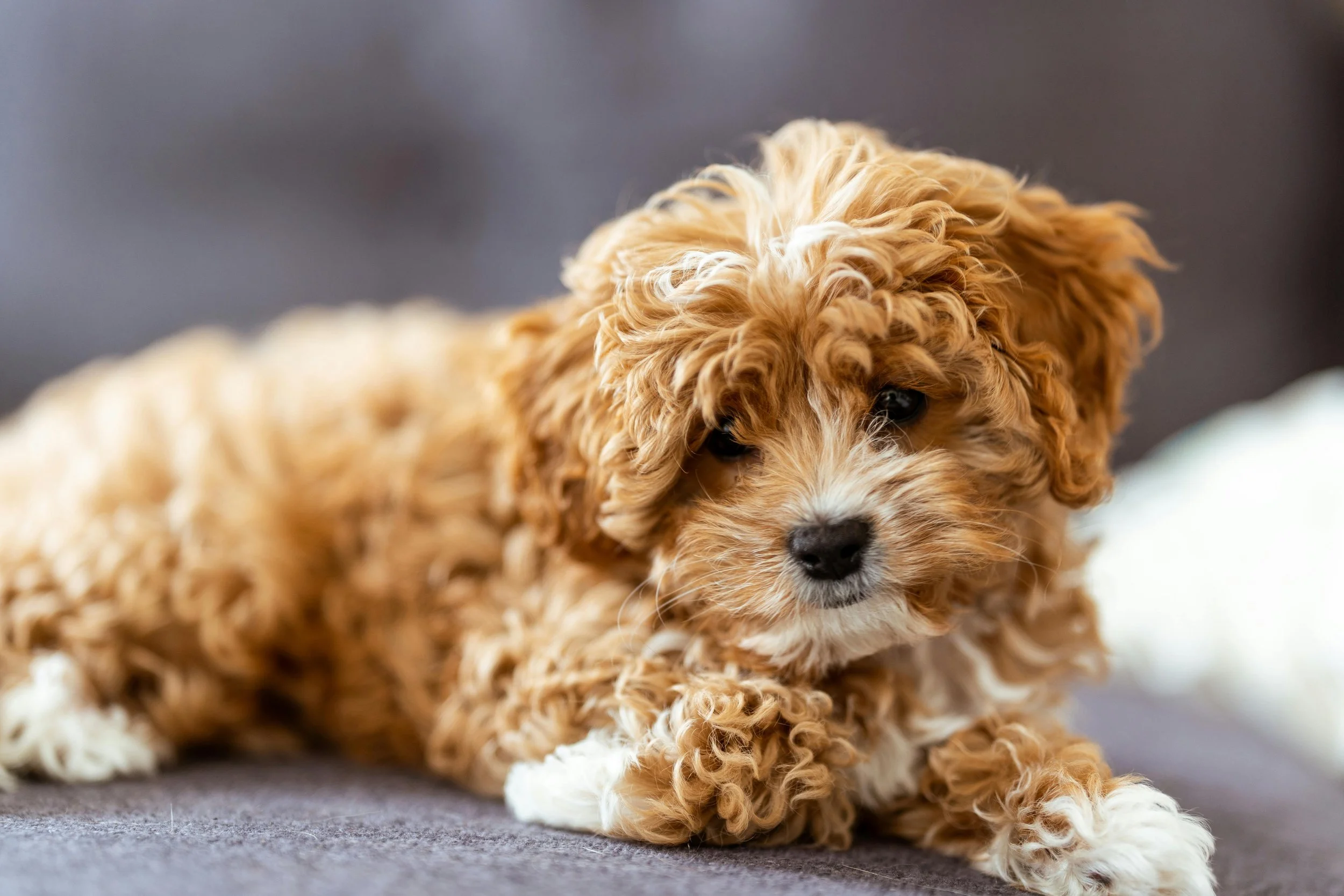 How to Find a Reputable Cavapoo Breeder (And Red Flags to Avoid)