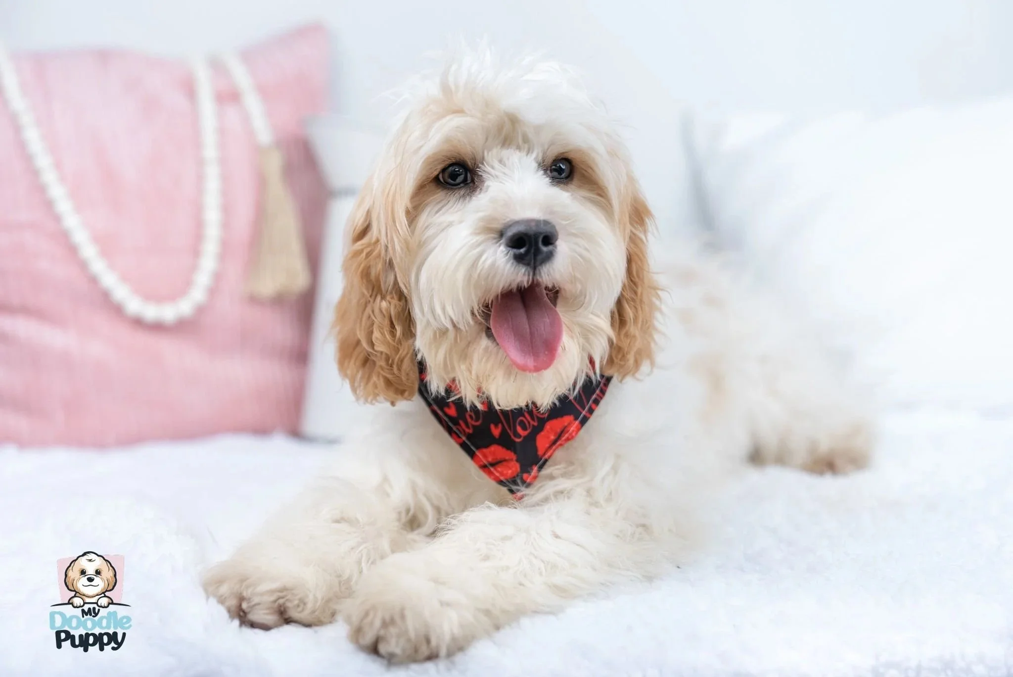 Cavapoo Full Grown Sizes