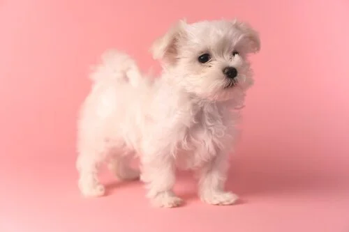 Sophie Prof5.jpg