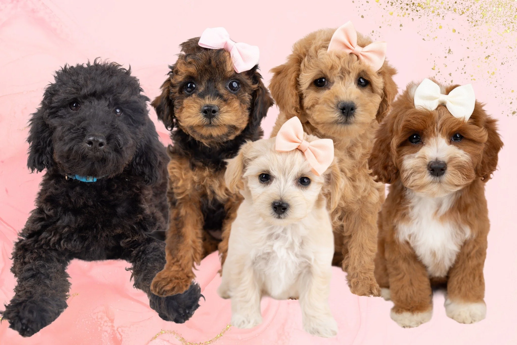 Cavapoo Puppies For Sale - 10 Year Health Guarantee — My Doodle Puppy