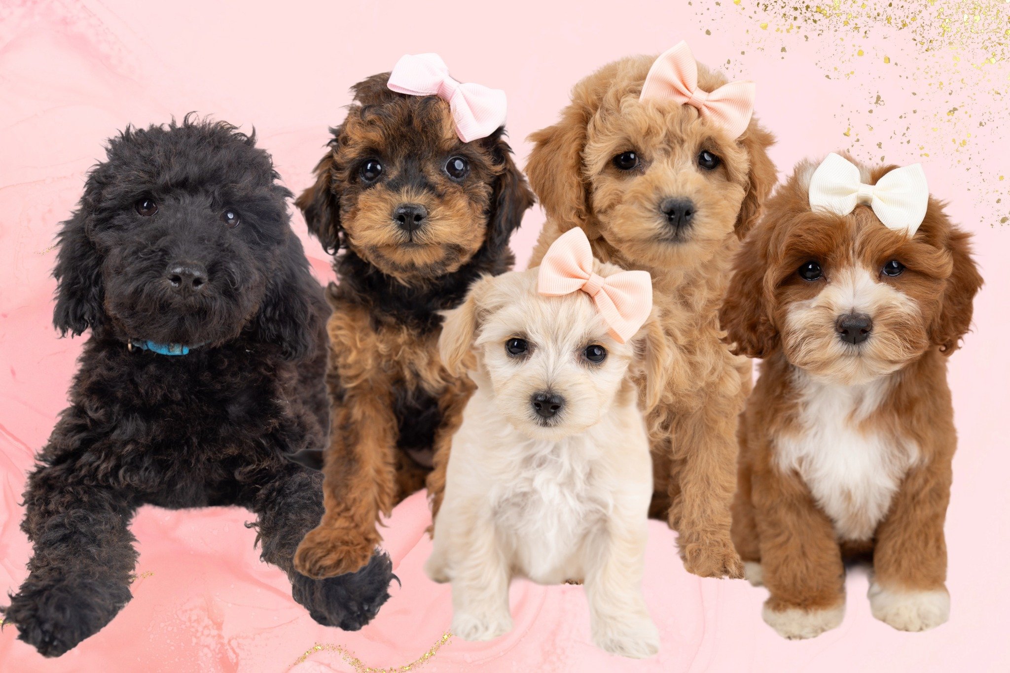 Cavapoo Puppies For Sale - 10 Year Health Guarantee — My Doodle Puppy