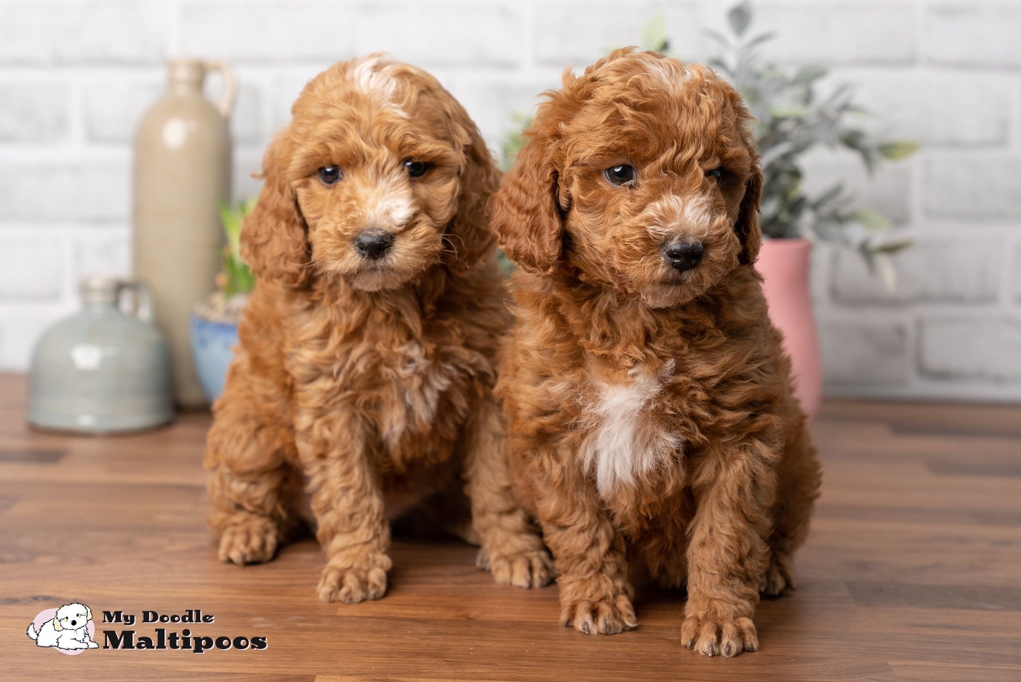 Maltipoo and hot sale kids