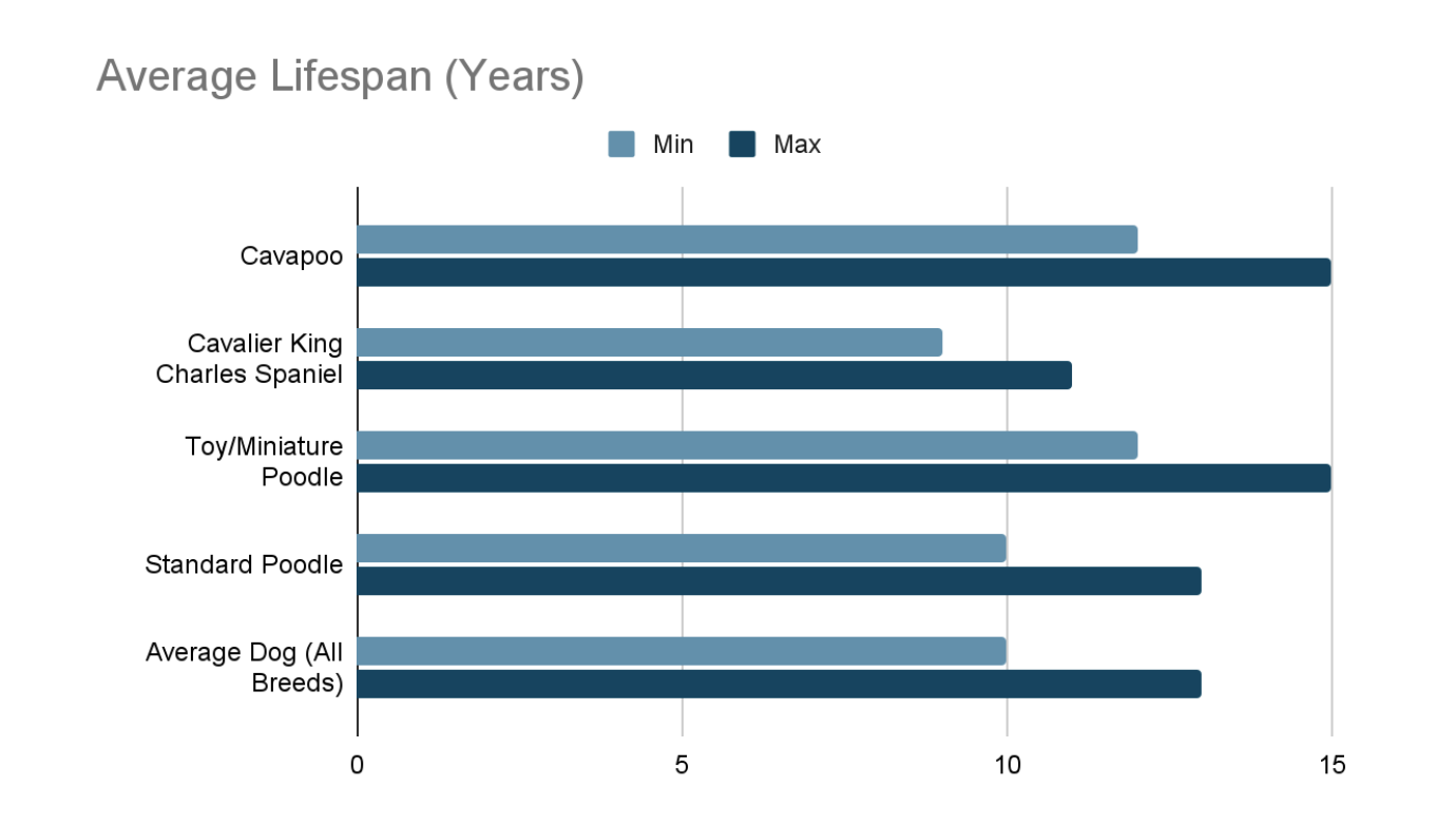 Cavapoo Health and Lifespan: How Long Do Cavapoos Live Compared to ...