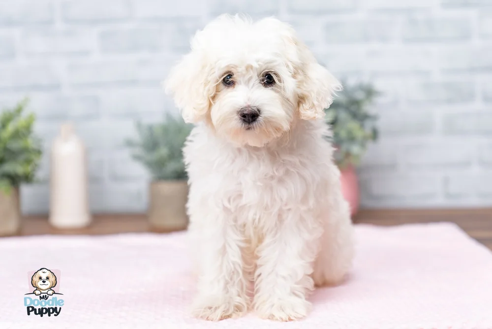 Maltipoo Puppy Training Tips: Essential Secrets for Success