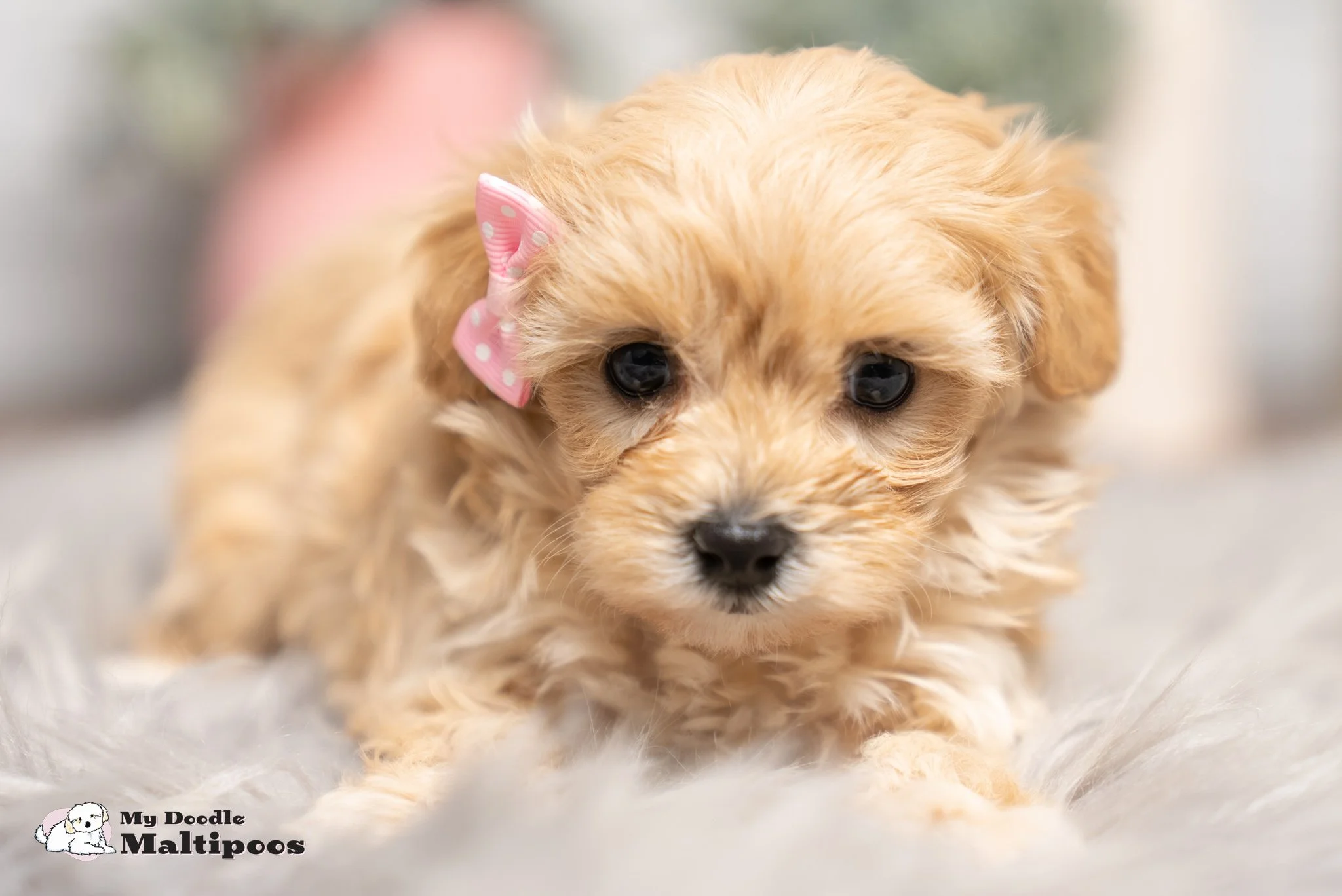 Cockapoo Life Expectancy How Long Do Cockapoos Live — My Doodle Puppy