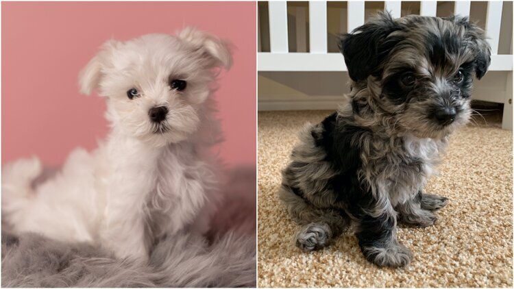 Maltese vs Maltipoo with Pictures included - Colors, Coat, Behavior, and  Health. — My Doodle Puppy