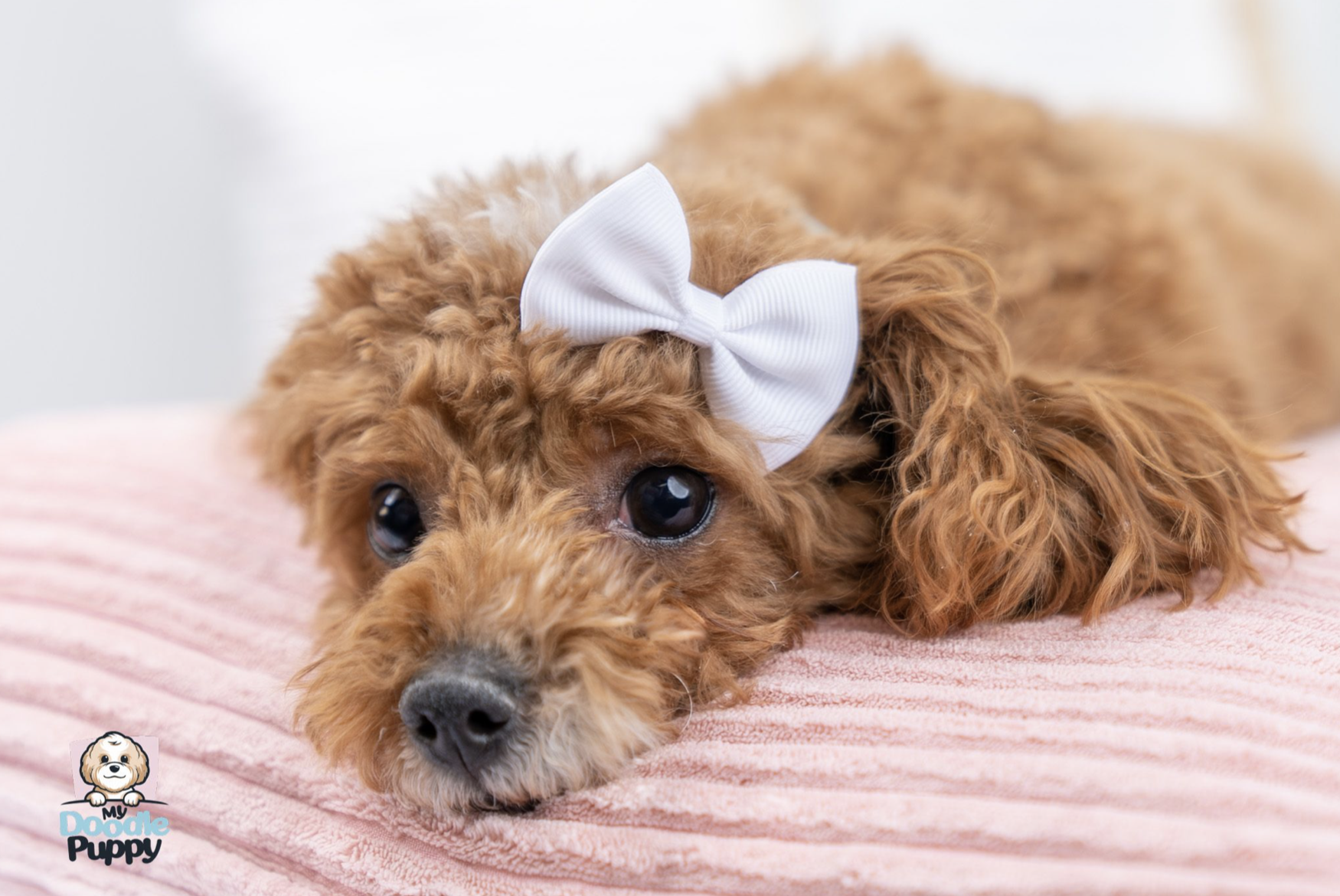 Screen Shot 2023-01-30 at 2.12.50 PM.png