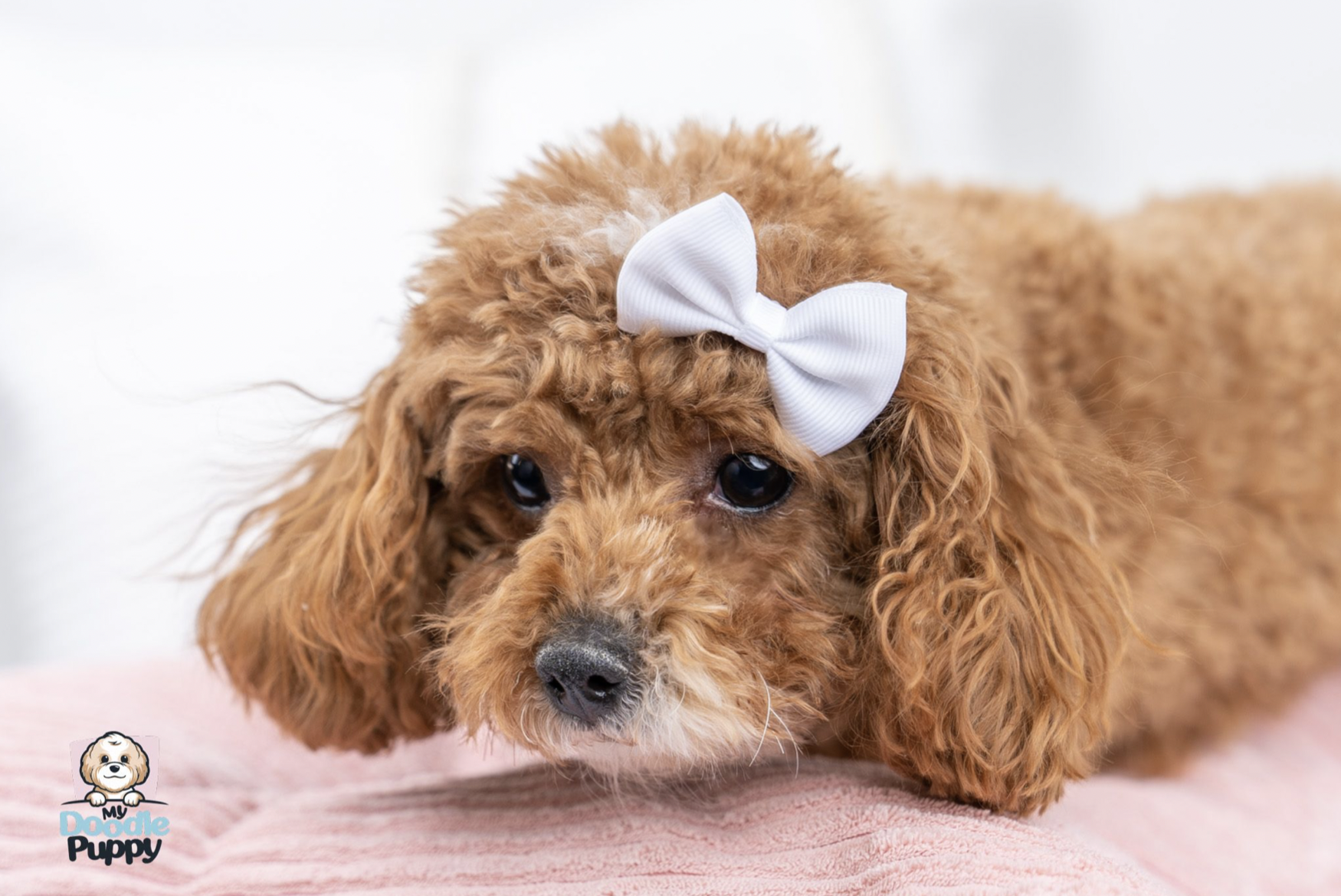 Screen Shot 2023-01-30 at 2.12.24 PM.png