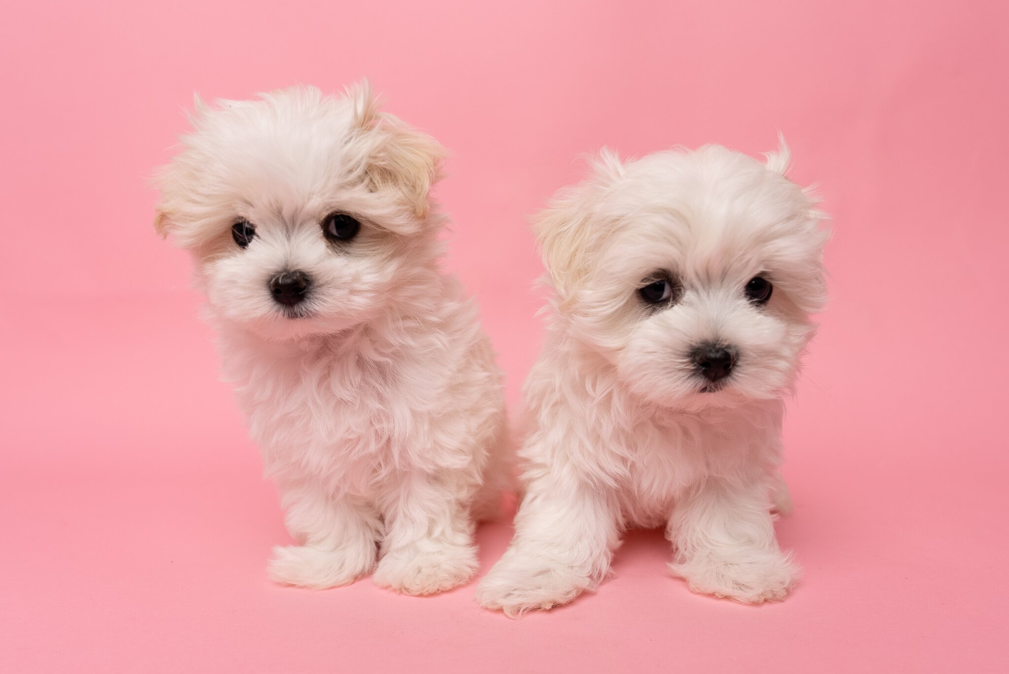 how much is pet insurance for a puppy