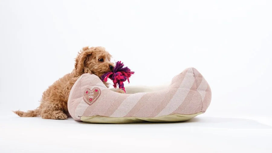 Cockapoo FAQs: Your Ultimate Guide to Temperament, Grooming, and Care ...