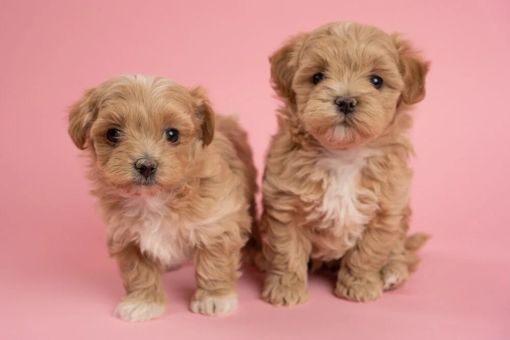 Sophie Puppies2.jpg