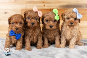 Cavapoo Dog Breed characteristics, pictures, facts and more — My Doodle ...