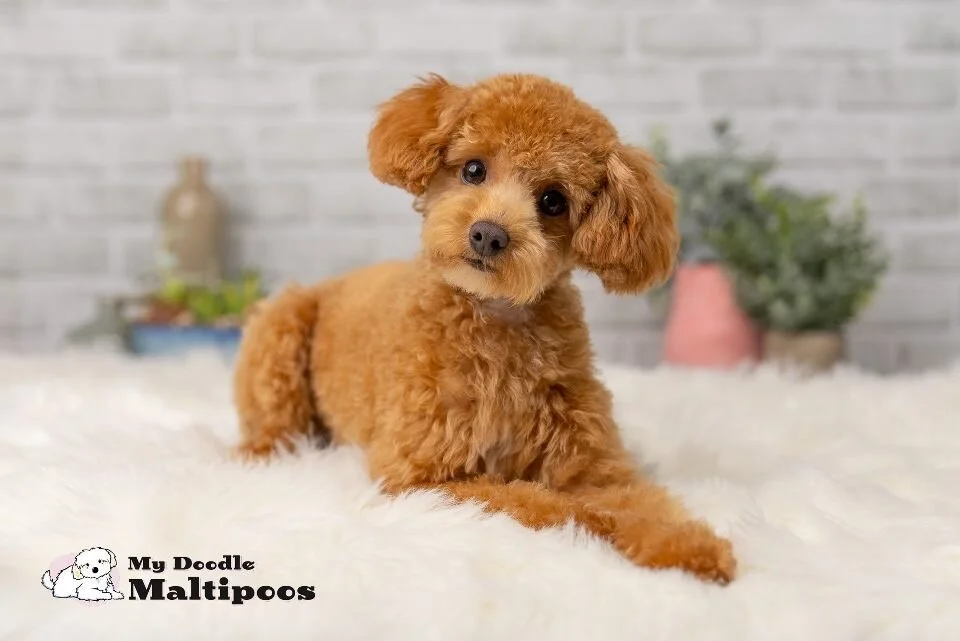 Dogs Black Maltipoo Haircuts Brown Maltipoo Brown Maltipoo