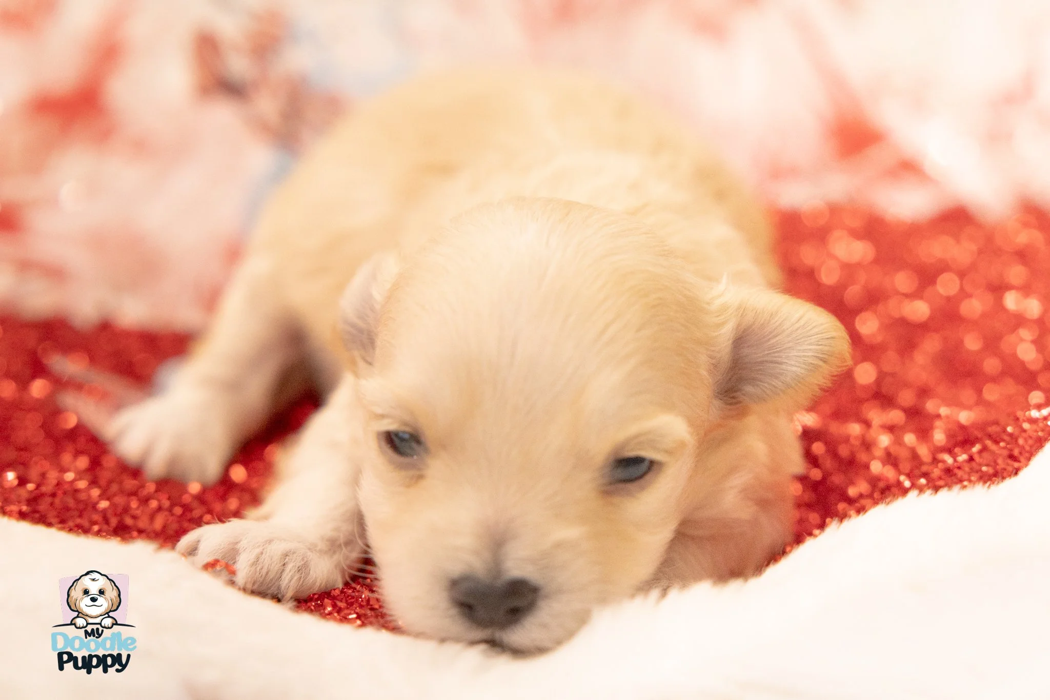 Zachte fleece jumpsuit voor honden, warme winterhondenkleding met schattige  geborduurde gestreepte zak, voor kleine middelgrote honden, modieuze outfit  met ritssluiting, voor geschenken A723, image size:2048x1366