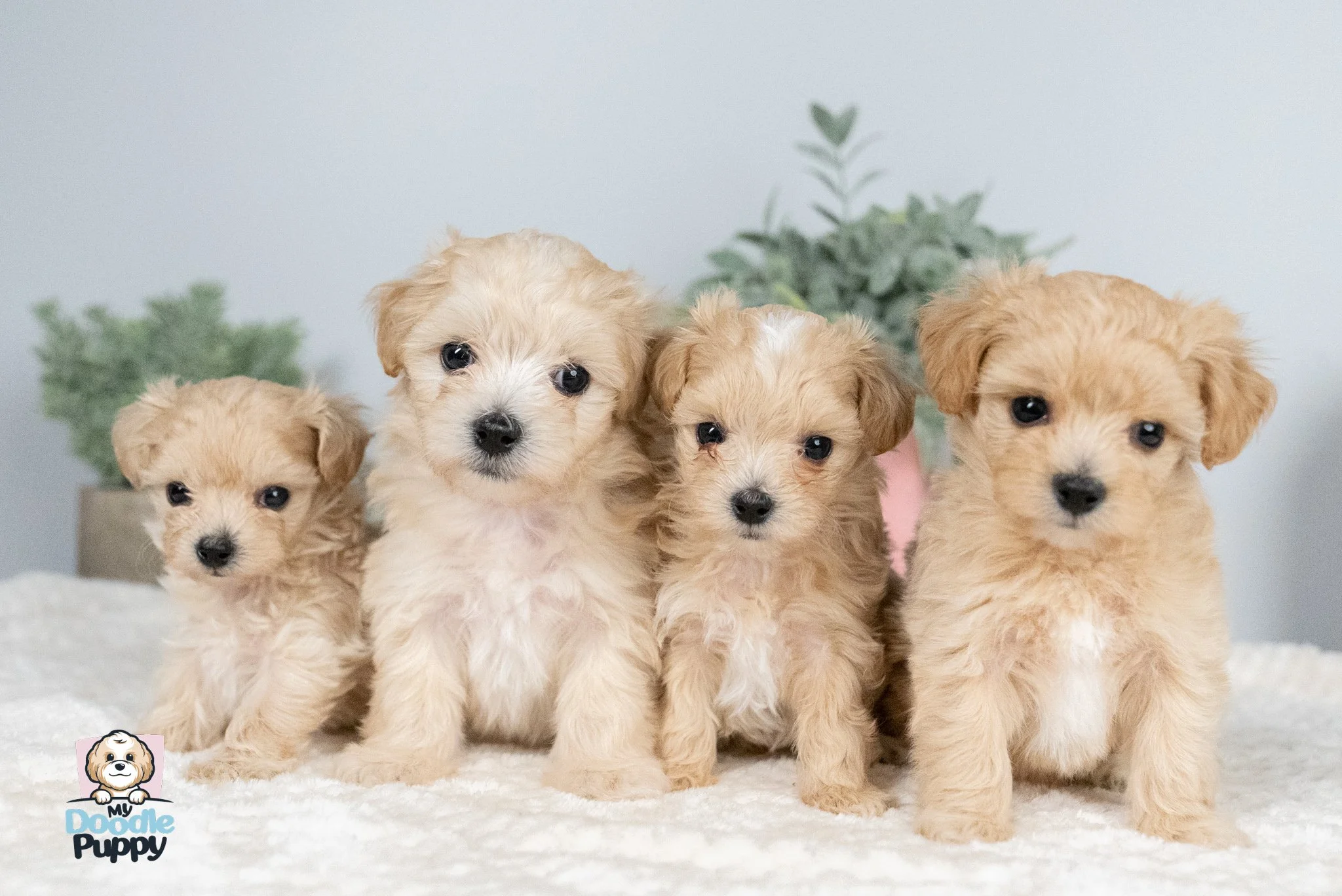 Cockapoo Life Expectancy How Long Do Cockapoos Live — My Doodle Puppy