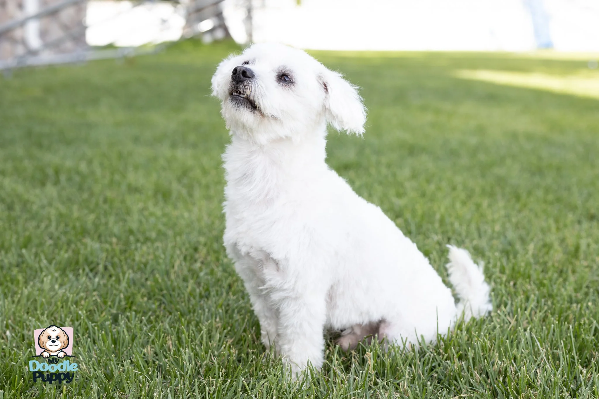 White puppy sitting proudly