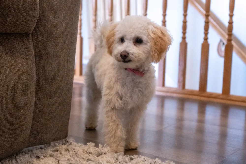 How to Train Dog to Be Home Alone: Effective Tips for Success