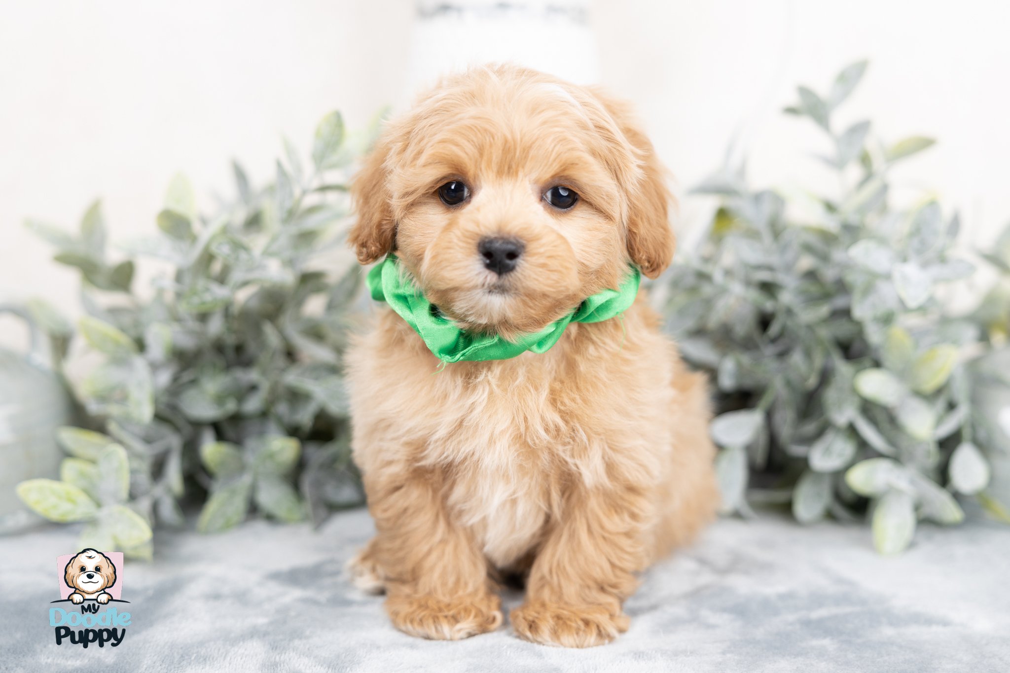 Trained Maltipoo, Cavapoo, and Cockapoo Puppies for Sale - 10-year ...