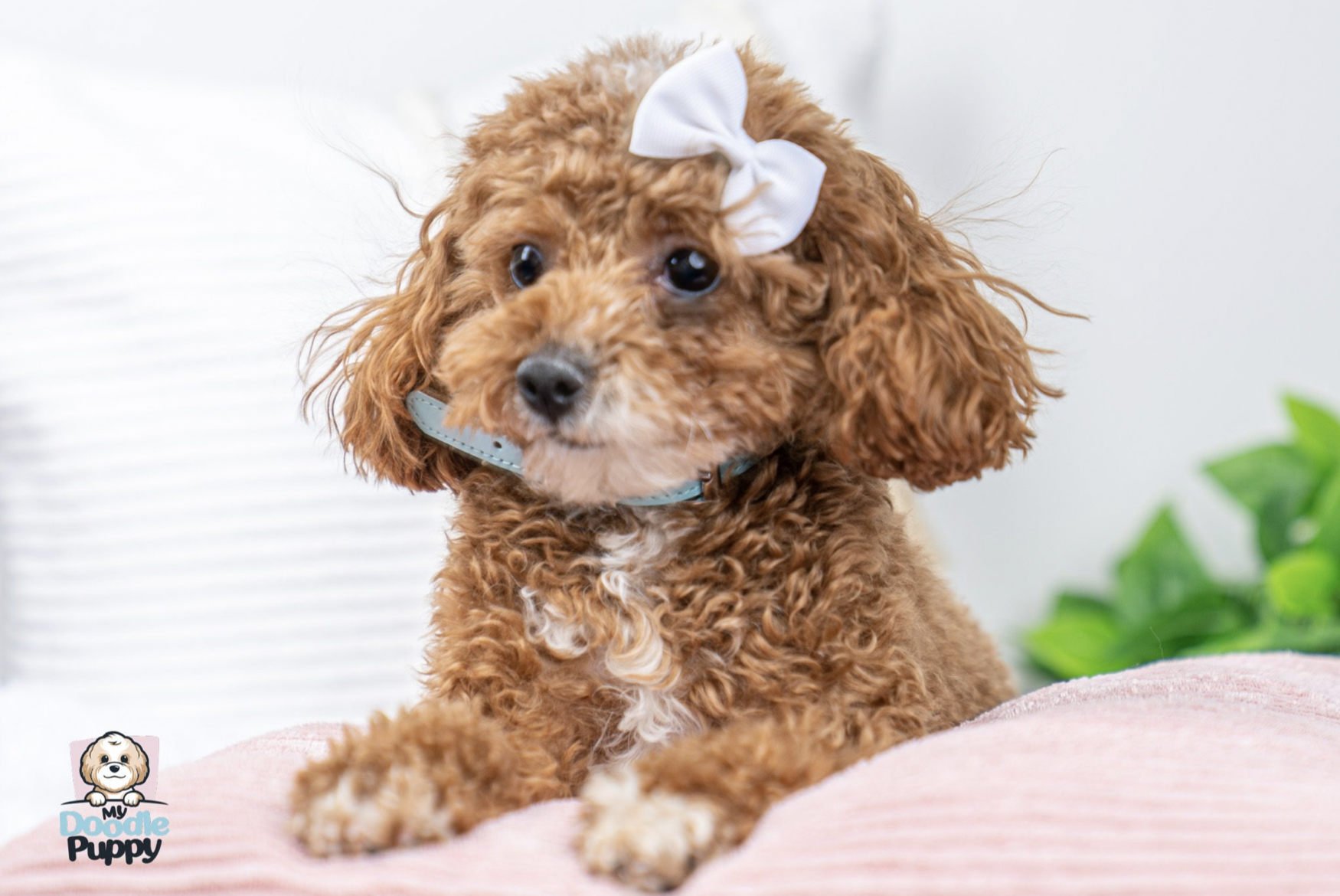 Screen Shot 2023-01-30 at 2.14.12 PM.png