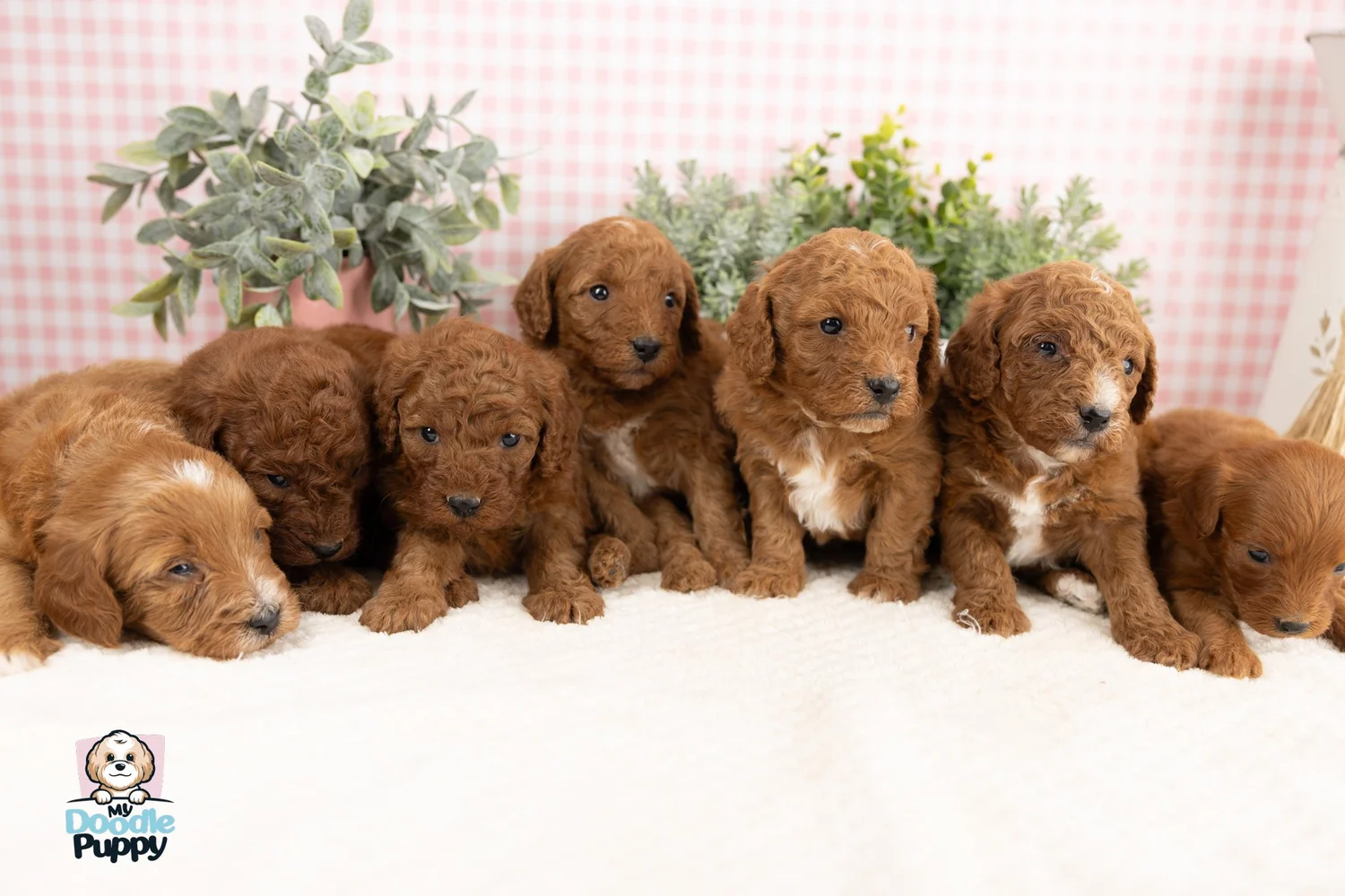 Cavapoo Puppies For Sale - 10 Year Health Guarantee — My Doodle Puppy