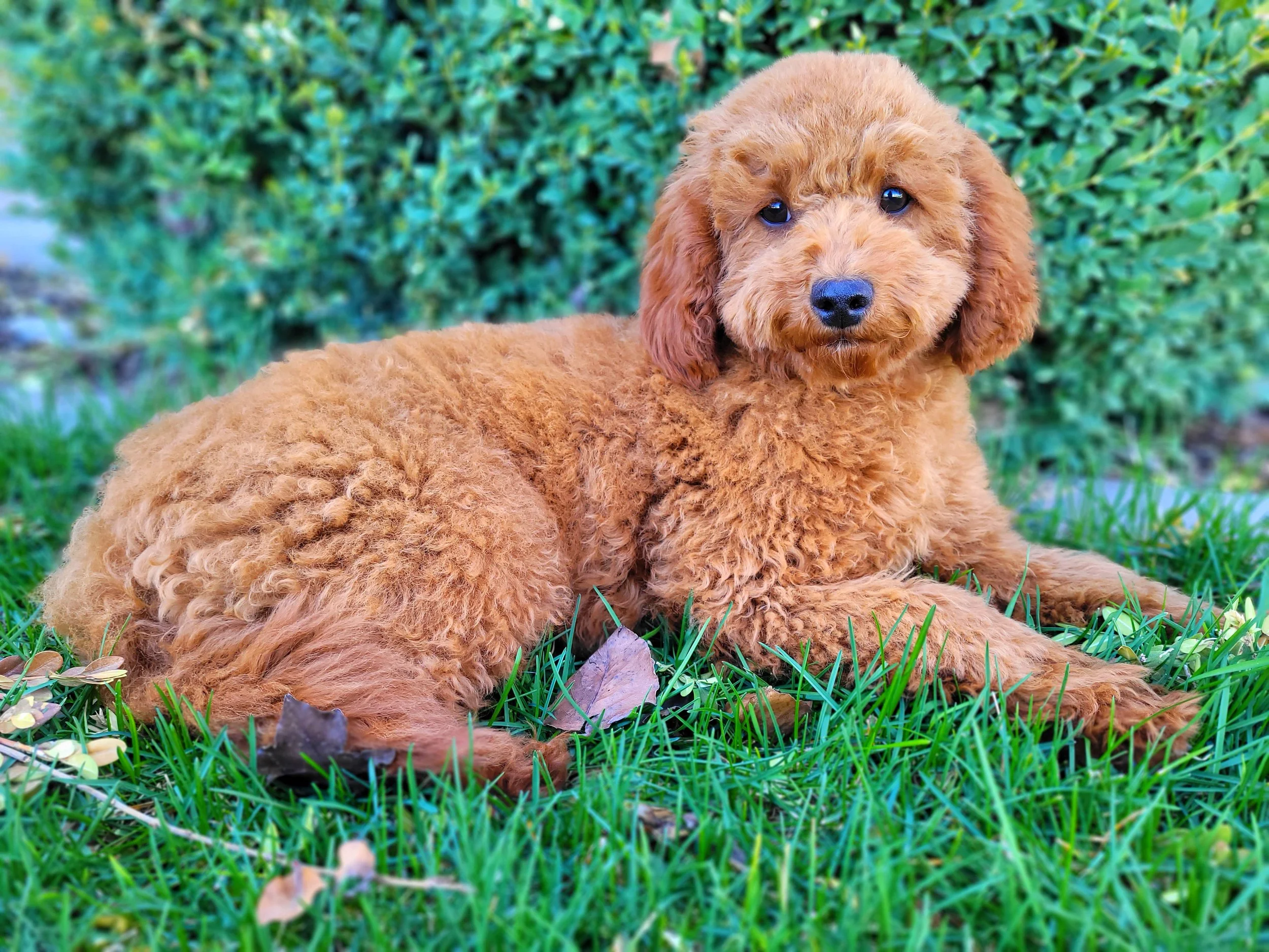 Rare Cockapoo Colors