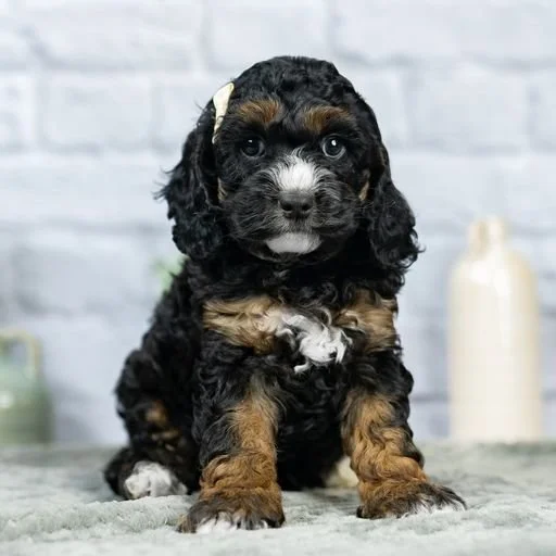 The Ultimate Guide to Cockapoo Sizes — My Doodle Puppy