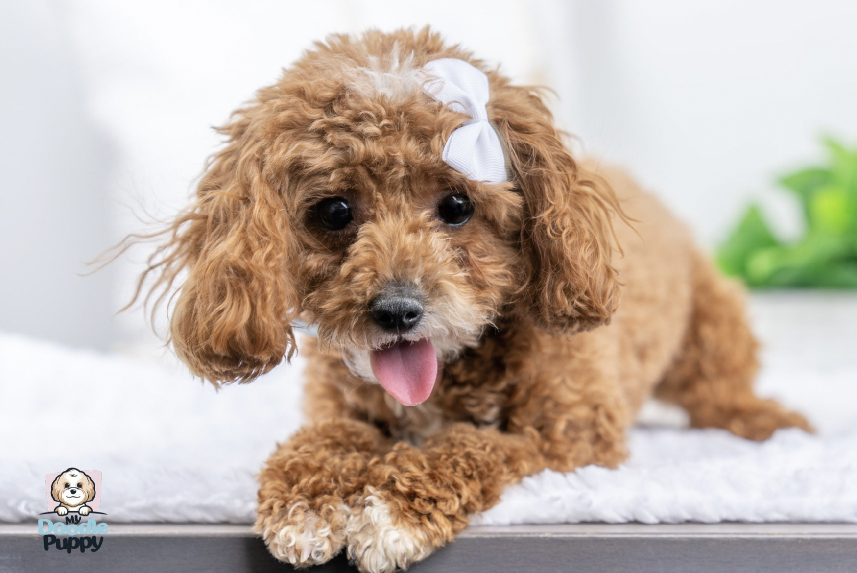 Screen Shot 2023-01-30 at 2.12.08 PM.png