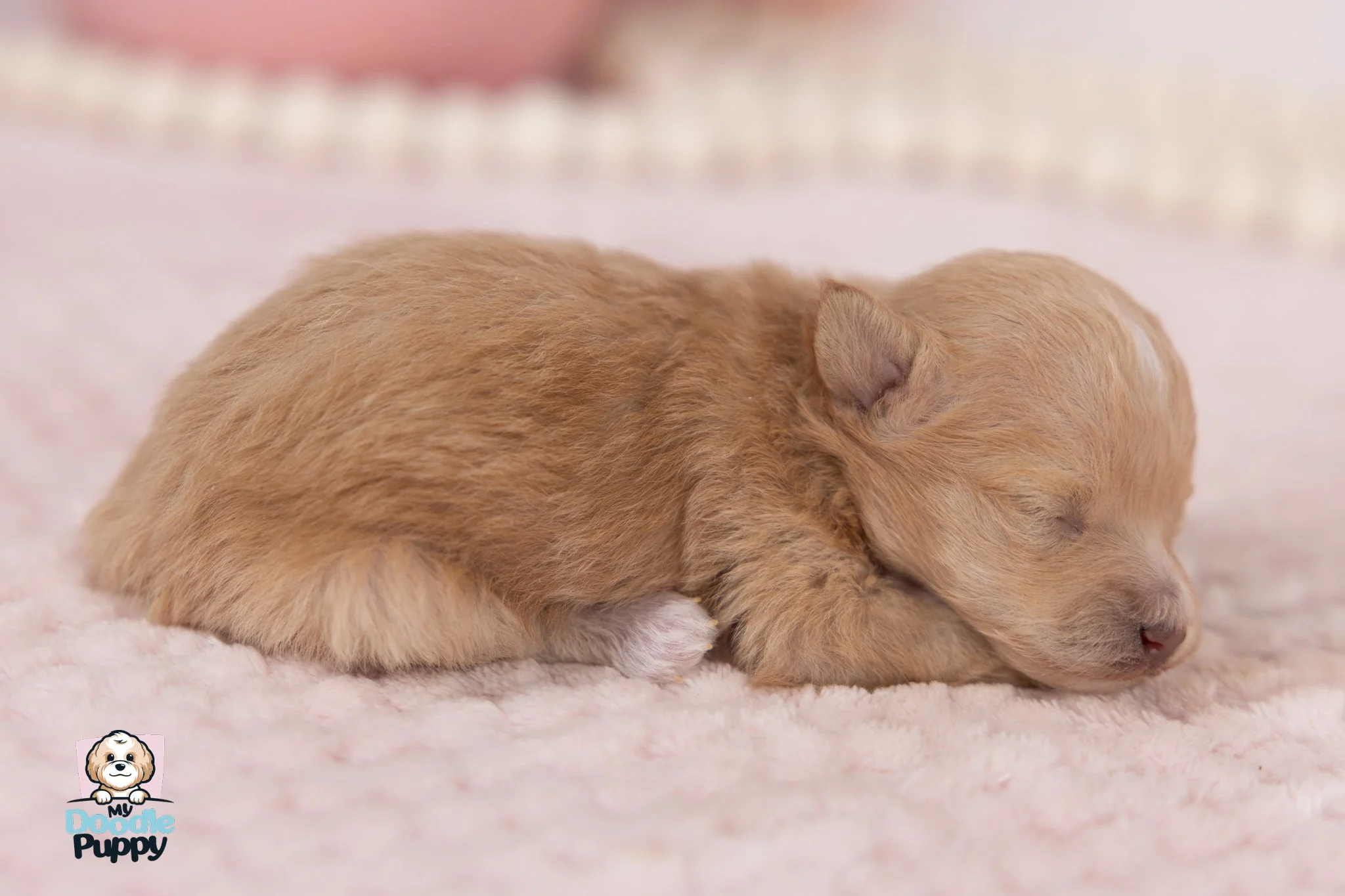 How to Groom a Maltipoo Dog: Expert Tips for a Flawless Coat