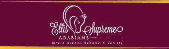 Ellis Supreme Arabians