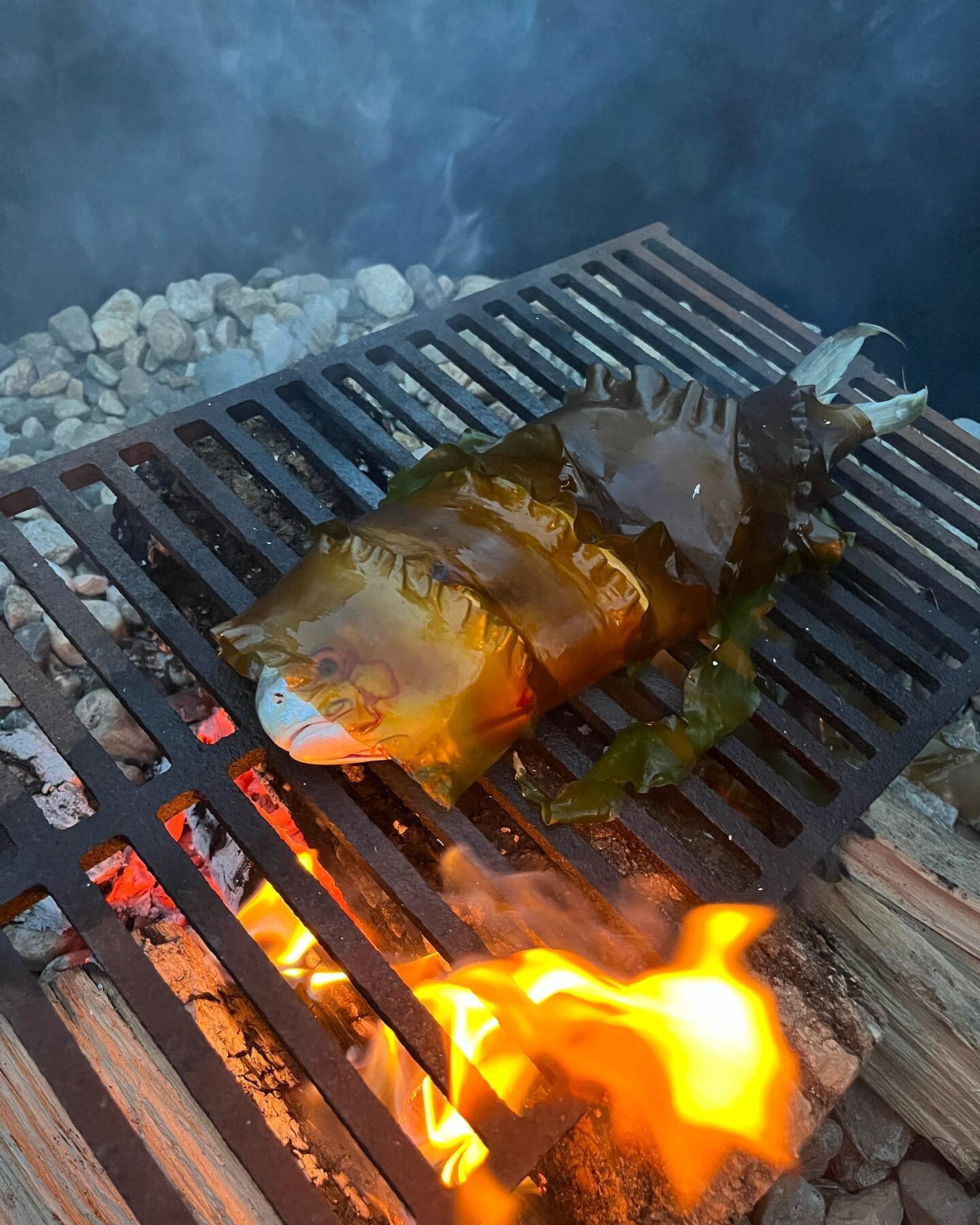 Two fun uses for sugar kelp from our weekend. Pompano wrapped in sugar kelp and roasted over the fire. And pork shoulder seasoned and then wrapped in sugar kelp and slow smoked for hours.
Both preparations brought a unique new flavor to the meal. The