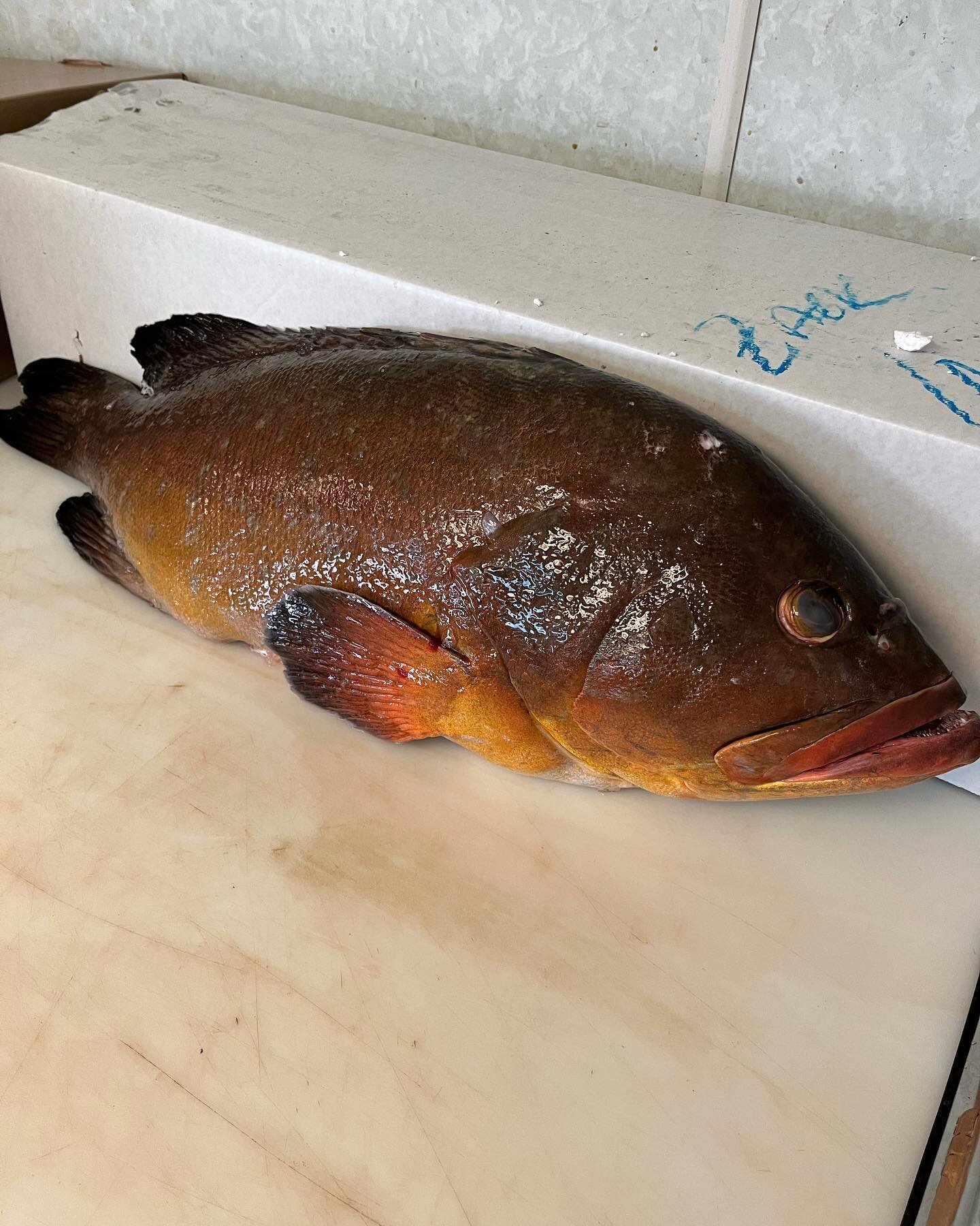 Beautiful dusky grouper from Brazil this week. Firm yet flaky and sweet. Perfect for the grill. Season it with our Kampot &amp; Salt mix from @curiospice. Start grabbing your fresh greens and veg from our local farm friends. @vibrant.farm @maplebankf