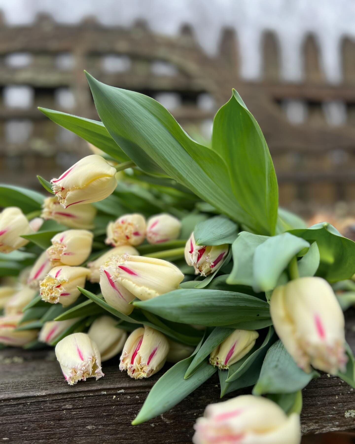 The last armful of forced tulips before they start coming in droves from the garden! Did you know that flower farmers treat tulips as an annual and pull the whole bulb? Upside of this is that you can trim the bulb off to get another inch of stem leng