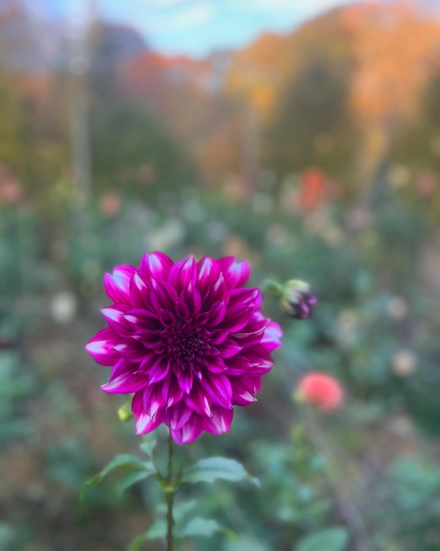 Last licks on the dahlia! I suspect we will make it through Monday&rsquo;s dip frost free, but tomorrow will be the last Farmstand Friday with fresh cut flowers for 2024. Come visit Dottie from 9am! Build a basket, fill a jug. #longfieldfarmct