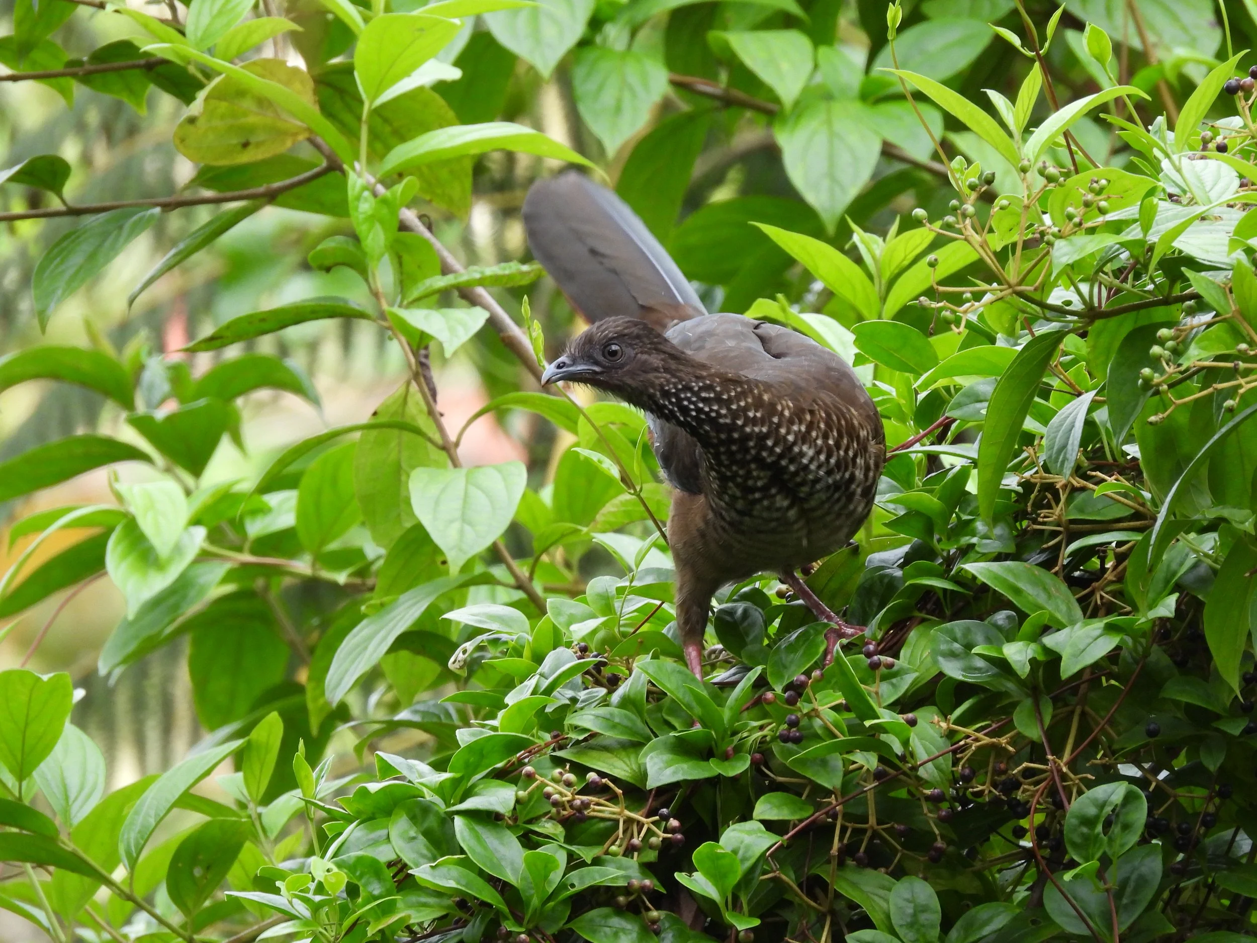 Un ave de plumaje marrón con puntos blancos en las ramas y hojas verdes de un árbol.