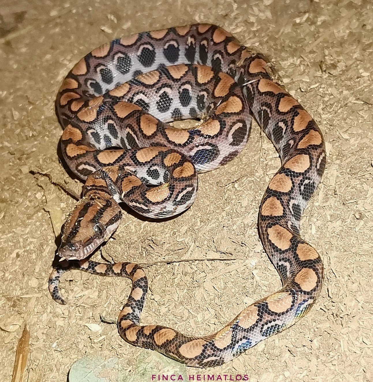 Serpiente de patrón marrón y negro enroscada sobre tierra seca