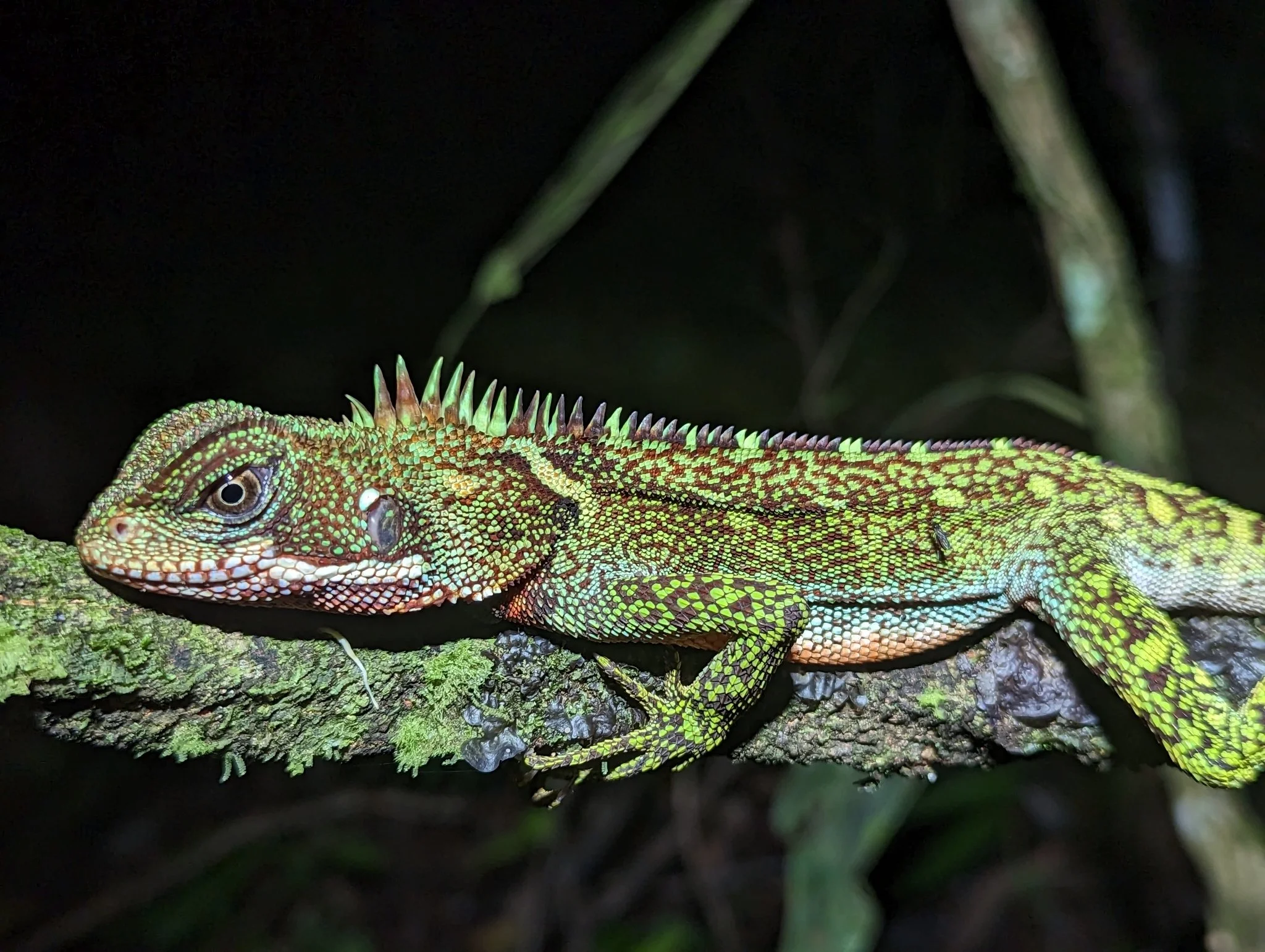 Bothrops bilineatus ssp. smaragdinus.jpeg