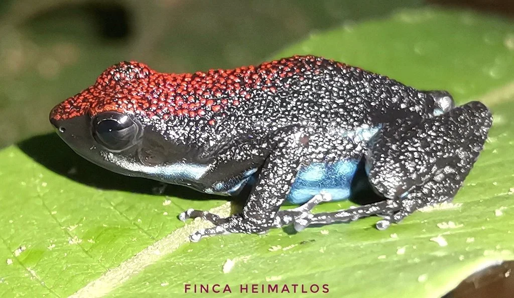 Ameerega parvula.jpeg