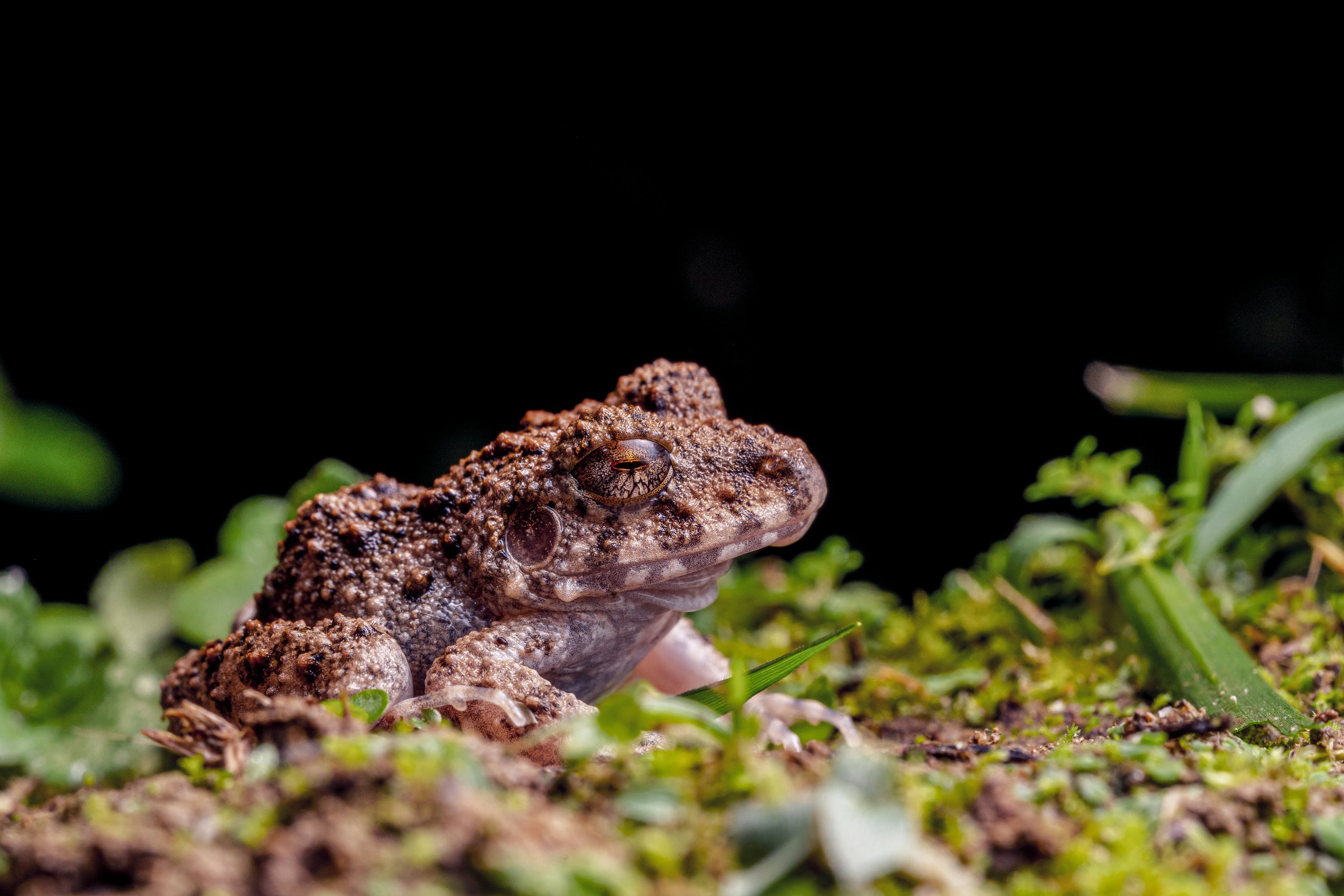 Copy of Oreobates quixensis .jpg