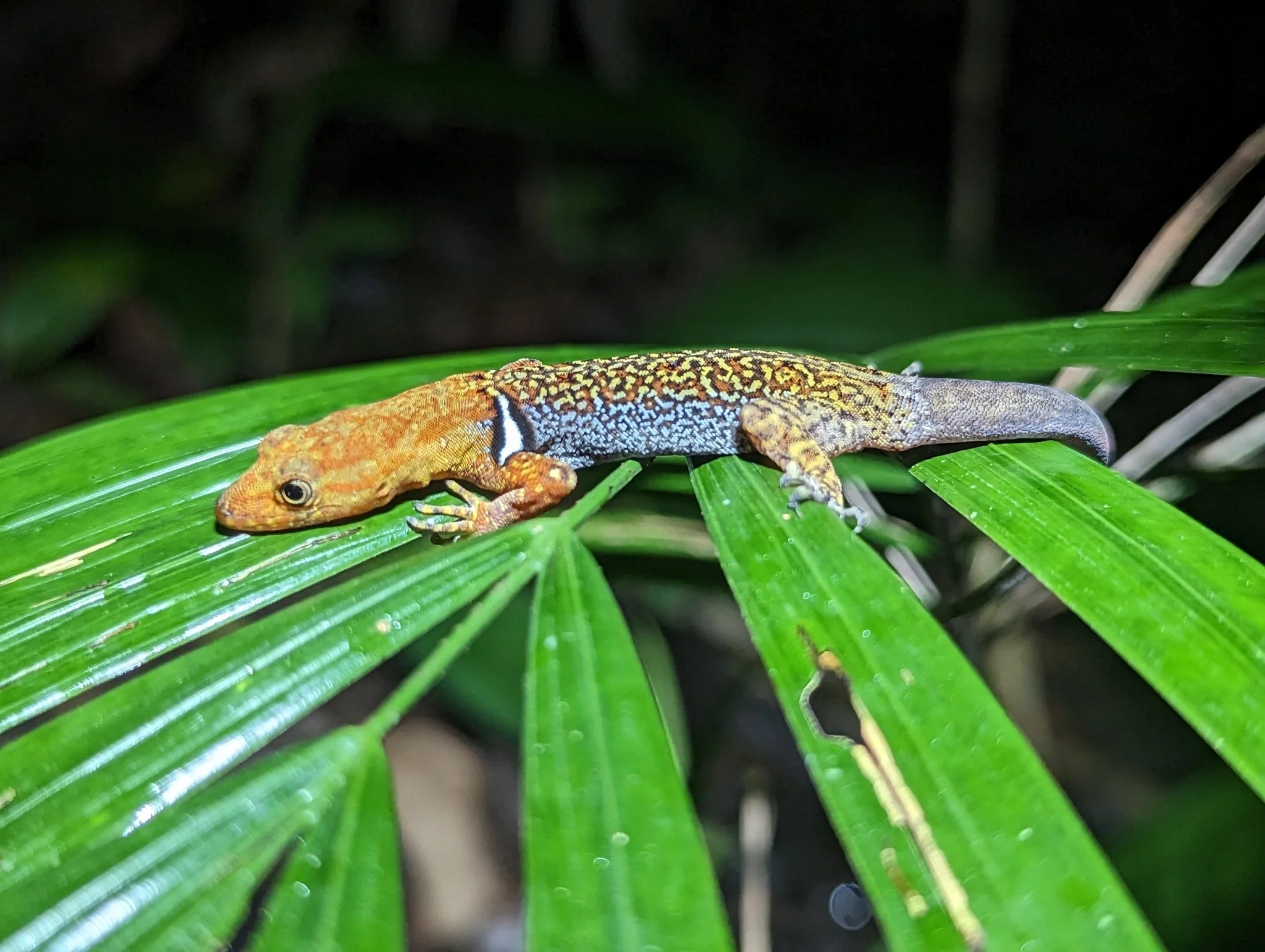 Gonatodes concinnatus 1.jpeg